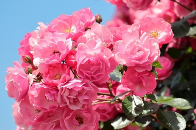 アンジェラをバラの花園のメインゲートに！苗の育て方～剪定レッスン