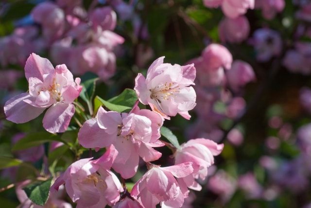 カイドウの剪定時期・方法を解説！育てかた・病害虫対策についても