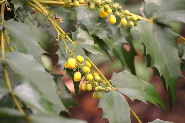 ヒイラギナンテンの剪定時期・方法まとめ！玄関に植えて鬼門除けに！