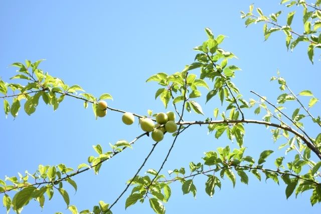 南高梅の剪定時期と方法【夏・冬】徒長枝の見分け方から収穫法まで！