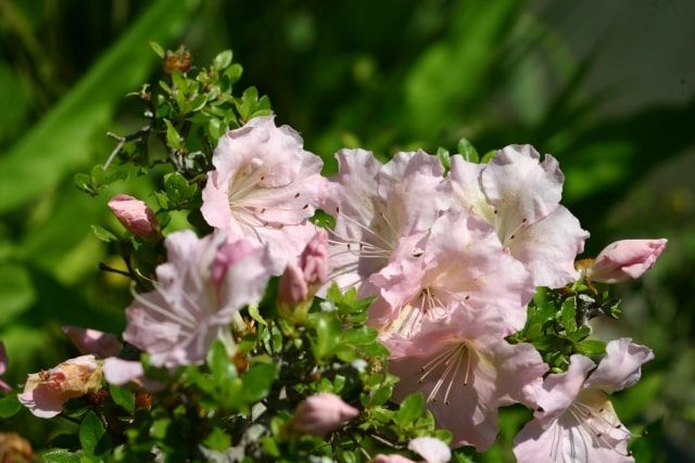 サツキ剪定方法｜時期は5月の花後！サツキがたくさん咲く剪定の仕方