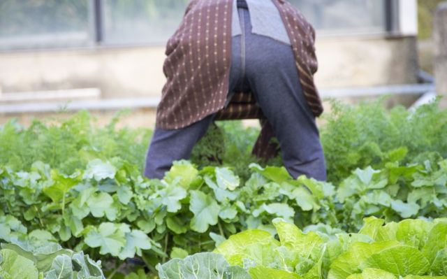 ヒアリの危険性とはどのようなものか