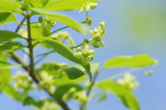 庭木のニシキギの剪定時期と方法！それ以外のお手入れについても