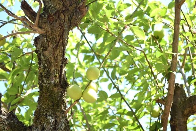 南高梅の剪定時期と方法【夏・冬】徒長枝の見分け方から収穫法まで！