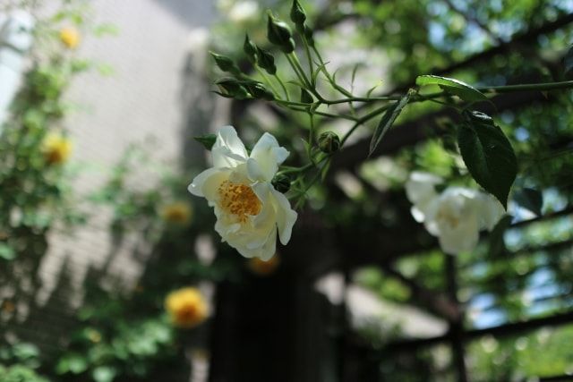 <img src="https://www.seikatsu110.jp/wp-content/uploads/2019/11/sec01-Correct-handling-rose-shoots-football-min.jpg" alt="「バラのシュートやピンチってなに？ゴールもあるの？」解説します！" width="640" height="427" class="aligncenter size-full wp-image-173926" />