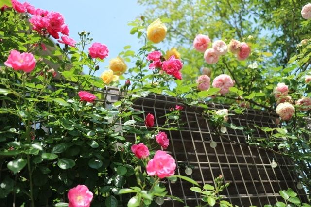 アンジェラをバラの花園のメインゲートに！苗の育て方～剪定レッスン
