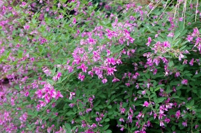 萩を剪定してきれいな庭木を楽しもう！時期と種類にあわせた剪定方法