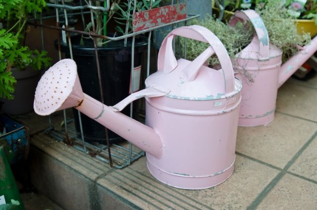 水やりと肥料