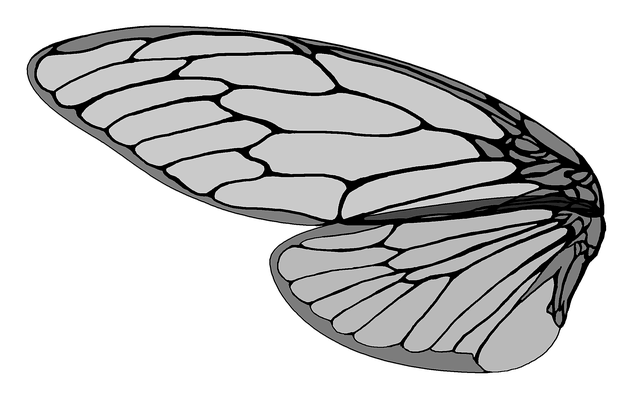 退治した羽アリはシロアリかクロアリか