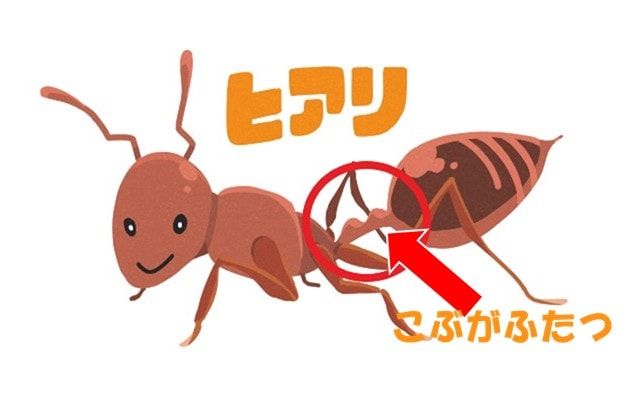 ヒアリの巣「蟻塚」の特徴について！もし見つけた場合の対処も