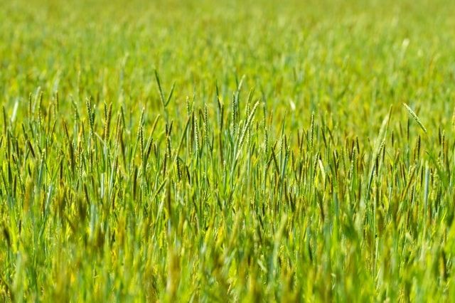 スズメノテッポウは除草剤で防除！水田・畑地を雑草から守る方法