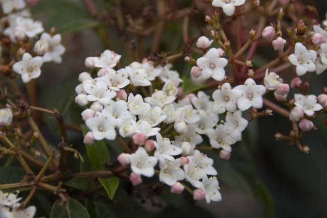 ビバーナムティヌスの剪定法｜花を咲かせるコツと気をつける病害虫