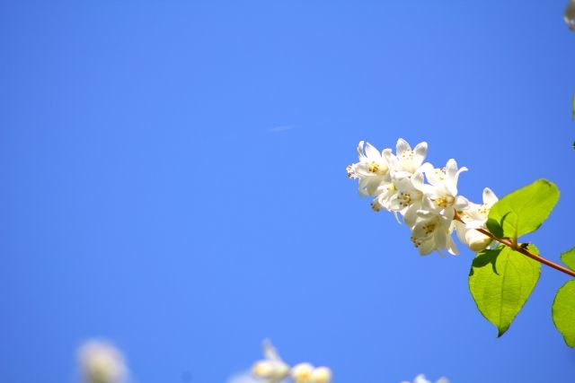 ノリウツギをもっと楽しむ！増やし方・業者依頼のポイント