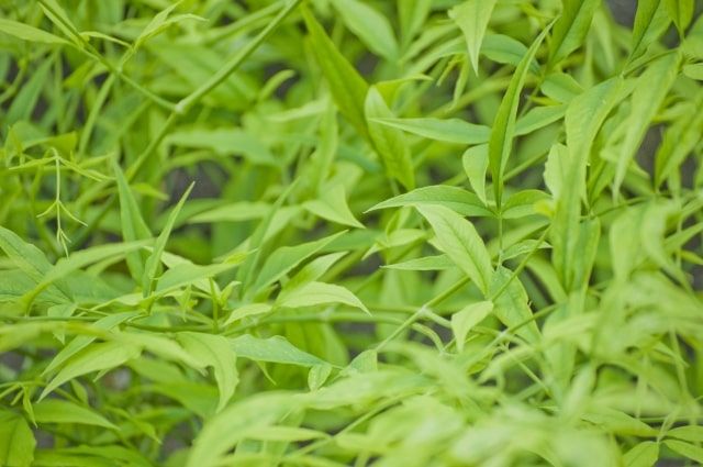 南天の木を自力で伐採できる条件・基本手順！業者依頼の費用も解説！