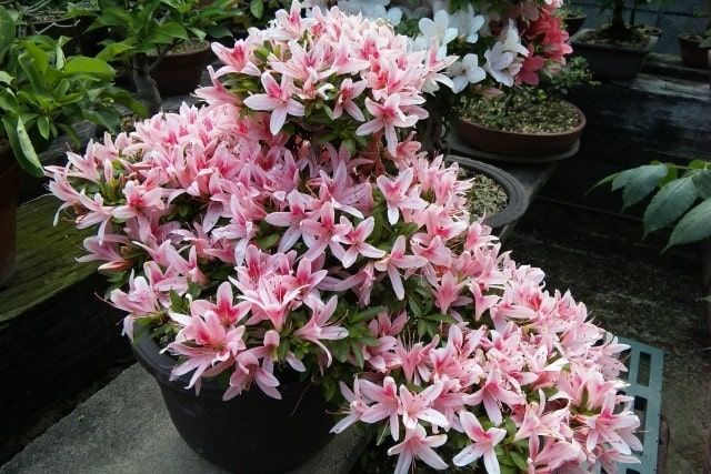 サツキ剪定方法｜時期は5月の花後！サツキがたくさん咲く剪定の仕方