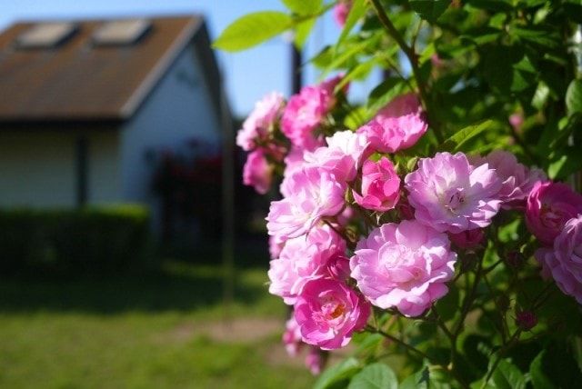 アンジェラをバラの花園のメインゲートに！苗の育て方～剪定レッスン