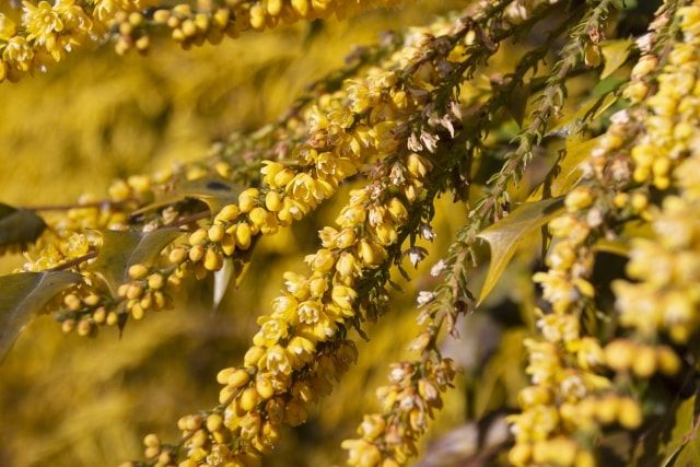 ヒイラギナンテンの剪定時期・方法まとめ！玄関に植えて鬼門除けに！