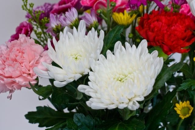 大型犬の火葬方法費用まとめ！葬儀後はペット霊園に納骨？手元供養？