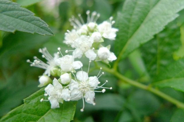 シモツケはこんな植物