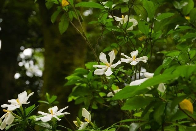 南天の木を自力で伐採できる条件・基本手順！業者依頼の費用も解説！
