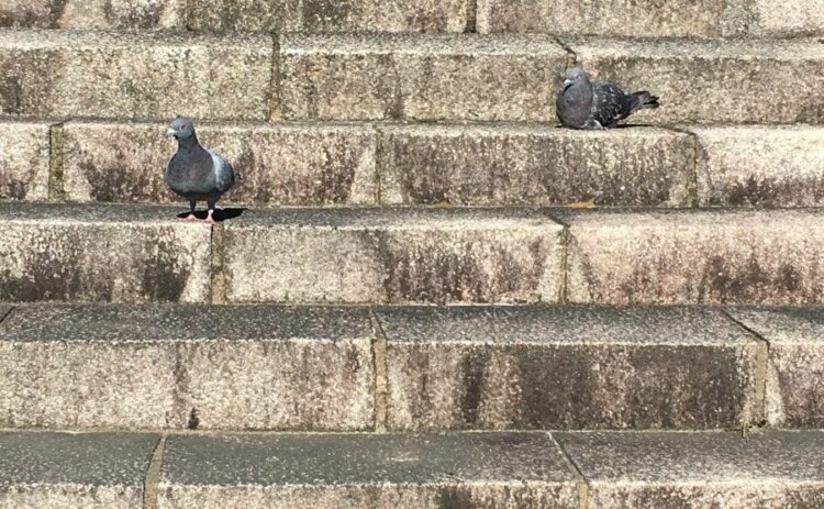 鳩に餌をあげてもいいの?餌やりで広がる被害とベランダの鳩対策
