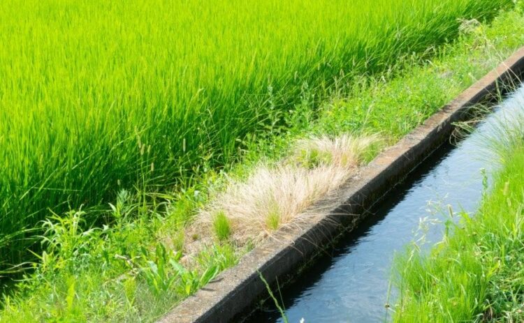 水田用の除草剤まとめ|クログワイなどの難防除雑草についても解説