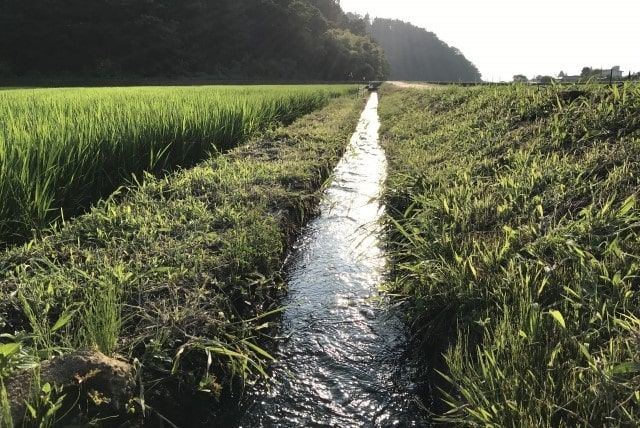 水田用の除草剤まとめ|クログワイなどの難防除雑草についても解説