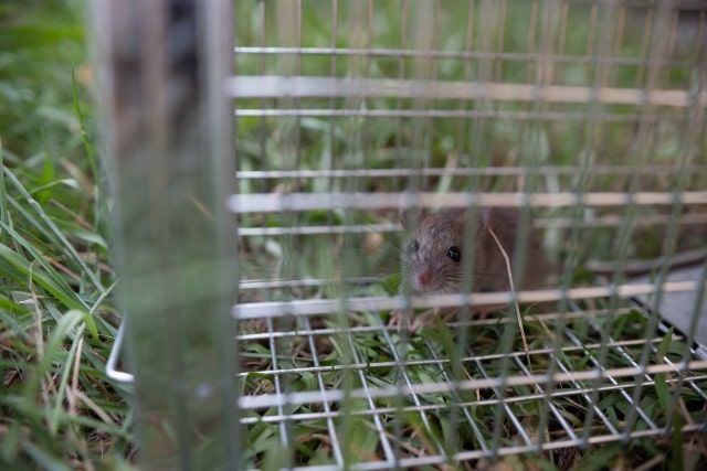 ねずみを殺すのはかわいそう？駆除できない人におすすめの対処法