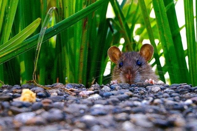 床下にいるねずみの種類や駆除の方法を解説
