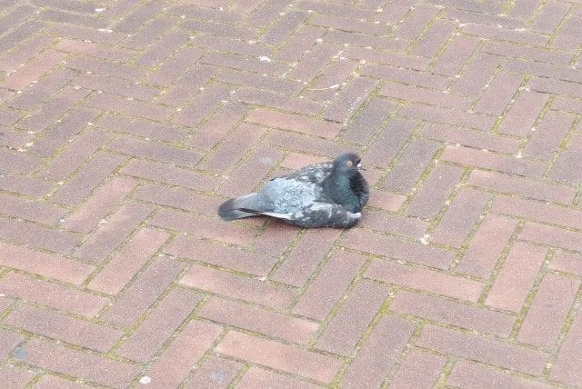 鳩に餌をあげてもいいの?餌やりで広がる被害とベランダの鳩対策