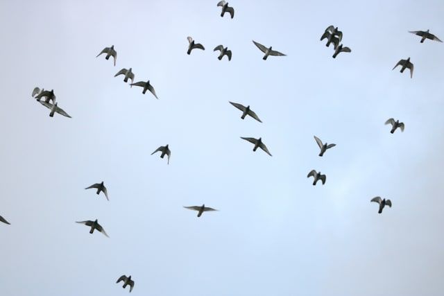 鳩に餌をあげてもいいの?餌やりで広がる被害とベランダの鳩対策