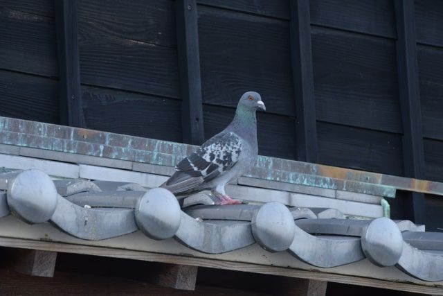鳩に餌をあげてもいいの?餌やりで広がる被害とベランダの鳩対策