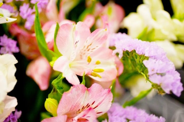 犬の火葬費用はどれくらい？火葬の流れや業者選びのコツも教えます。