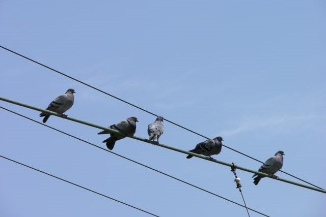 鳩に餌をあげてもいいの?餌やりで広がる被害とベランダの鳩対策