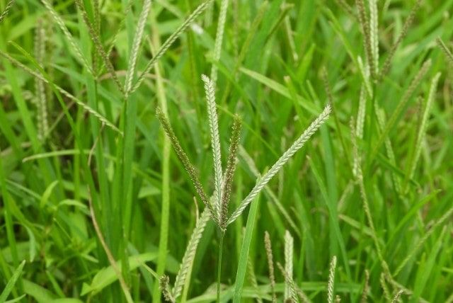 水田用の除草剤まとめ|クログワイなどの難防除雑草についても解説