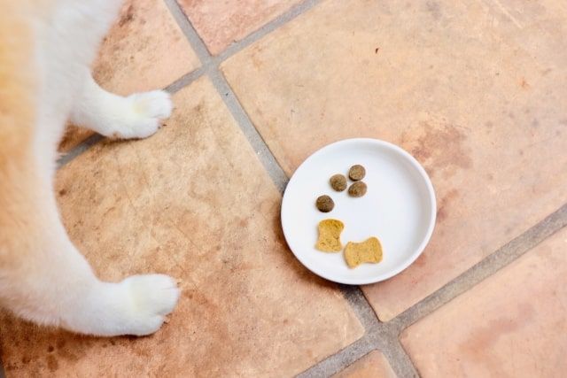 ねずみ駆除は難しい？ねずみを完全駆除するための方法とは