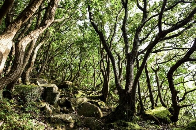 ねずみ駆除の罠を自分で作る方法と注意点!セルフ駆除は処理するのが大変?