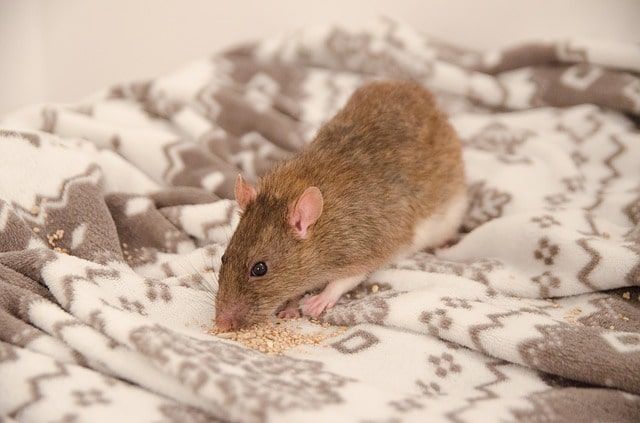 ねずみ駆除は難しい？ねずみを完全駆除するための方法とは