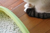 トイレに流せるはずなのに詰まった！猫砂のトイレ詰まりを解消する方法