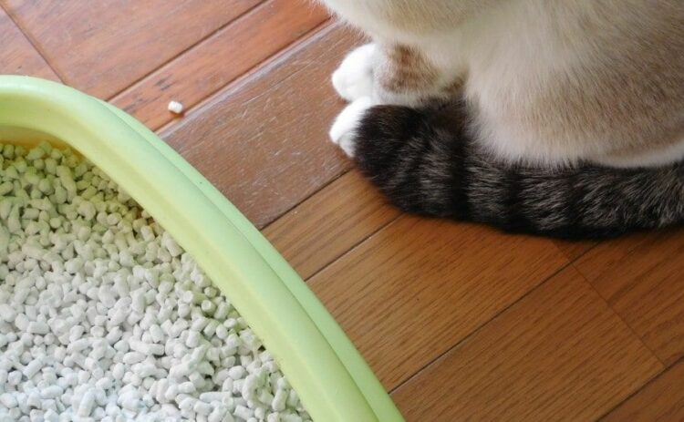 トイレに流せるはずなのに詰まった！猫砂のトイレ詰まりを解消する方法