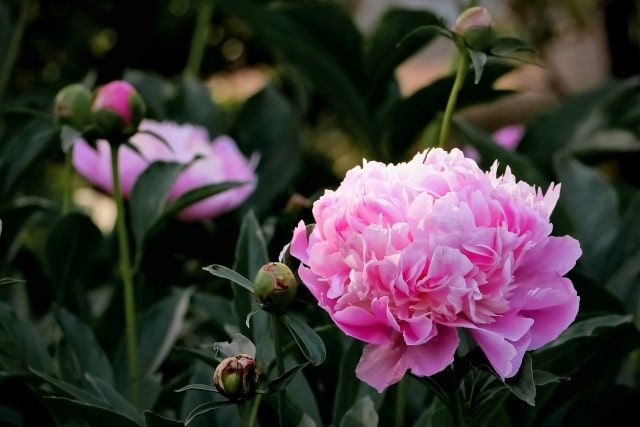 芍薬は剪定や水やり/肥料やりが重要！鉢植えで芍薬の花を楽しむ方法