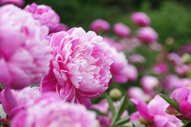 芍薬は剪定や水やり/肥料やりが重要！鉢植えで芍薬の花を楽しむ方法