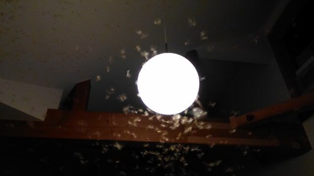 羽アリが飛んでいるのを見た