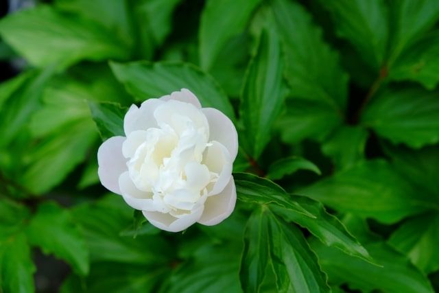 芍薬は剪定や水やり/肥料やりが重要！鉢植えで芍薬の花を楽しむ方法
