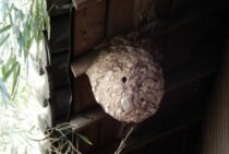 【スズメバチの巣】初期の巣の見分け方｜安全な時期・特徴・駆除方法
