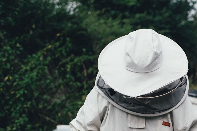 オオスズメバチの駆除ができるかの判断方法とは？場所や見分け方も