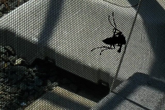 スズメバチの駆除は保健所に頼める？市役所や業者の蜂の巣への対応