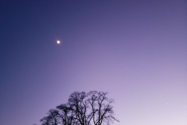 オオスズメバチの駆除ができるかの判断方法とは？場所や見分け方も