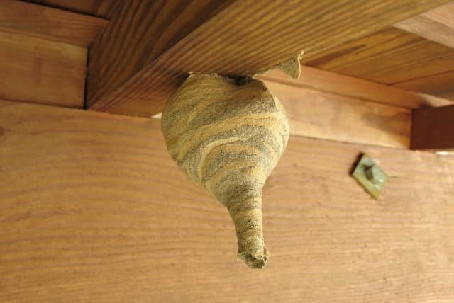 スズメバチは10月に注意！危険な活動時期の駆除や対策について