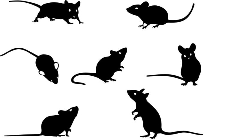 ねずみ駆除に使う超音波の口コミは参考になる？効果や撃退方法まとめ